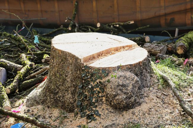 F&auml;llung Baumhasel Hohenstaufenallee